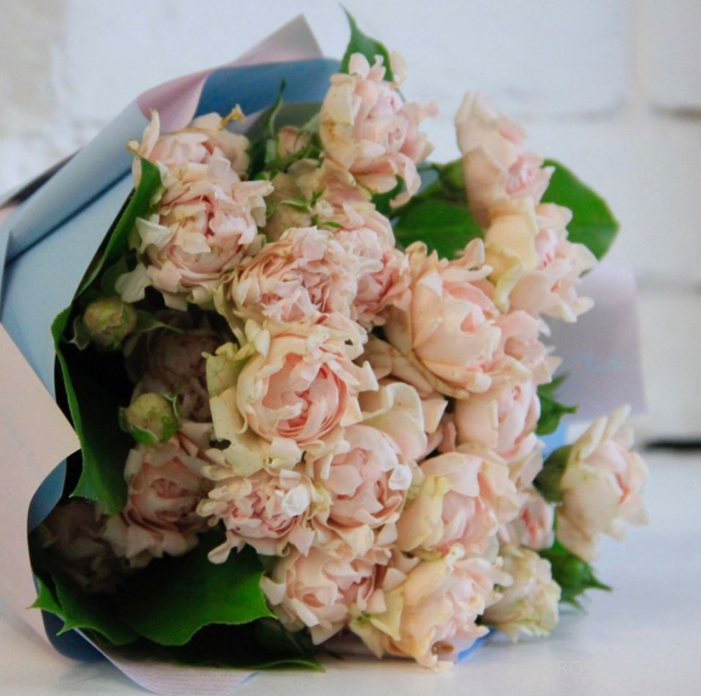 ���� ������. Sweet Ruffles. (�����, ����.) 